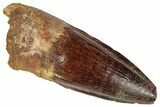 Fossil Spinosaurus Tooth - Real Dinosaur Tooth #305586-1